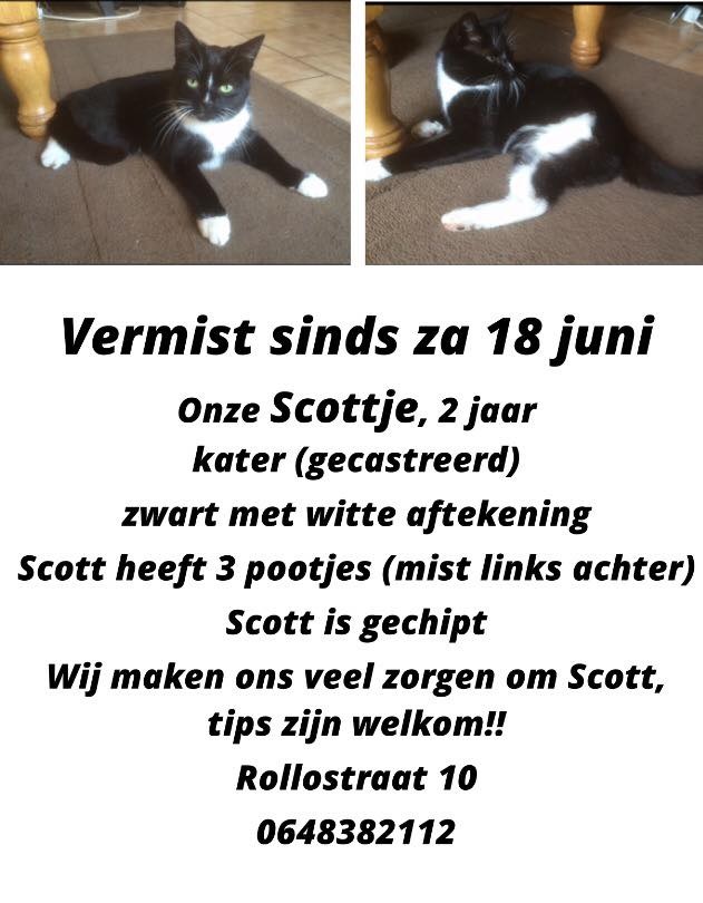 Vakantie ketting Kolonel Zwartwitte kat met drie poten vermist – Stichting Vitaal Pendrecht